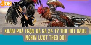 Thông tin về trận đá gà 24 tỷ đồng có thật không